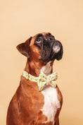 Load image into the gallery viewer, Lemon Collar - waterproof fabric