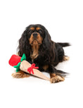 Load image into the gallery viewer, Rose