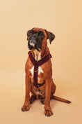 Load image into the gallery viewer, Burgundy Teddy Harness - soft fabric