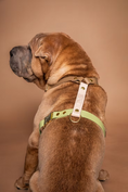Load image into the gallery viewer, Rio&Co x Pompon&Pets Harness