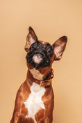Load image into the gallery viewer, Camel Collar - Biothane