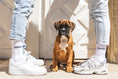 Load image into the gallery viewer, Dogdad Socks