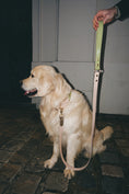 Charger l'image dans la visionneuse de la galerie, Laisse fixe Rio&Co x Pompon&Pets