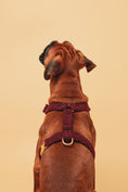 Load image into the gallery viewer, Burgundy Teddy Harness - soft fabric