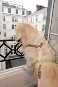 Load image into the gallery viewer, Rio&Co x Pompon&Pets Harness