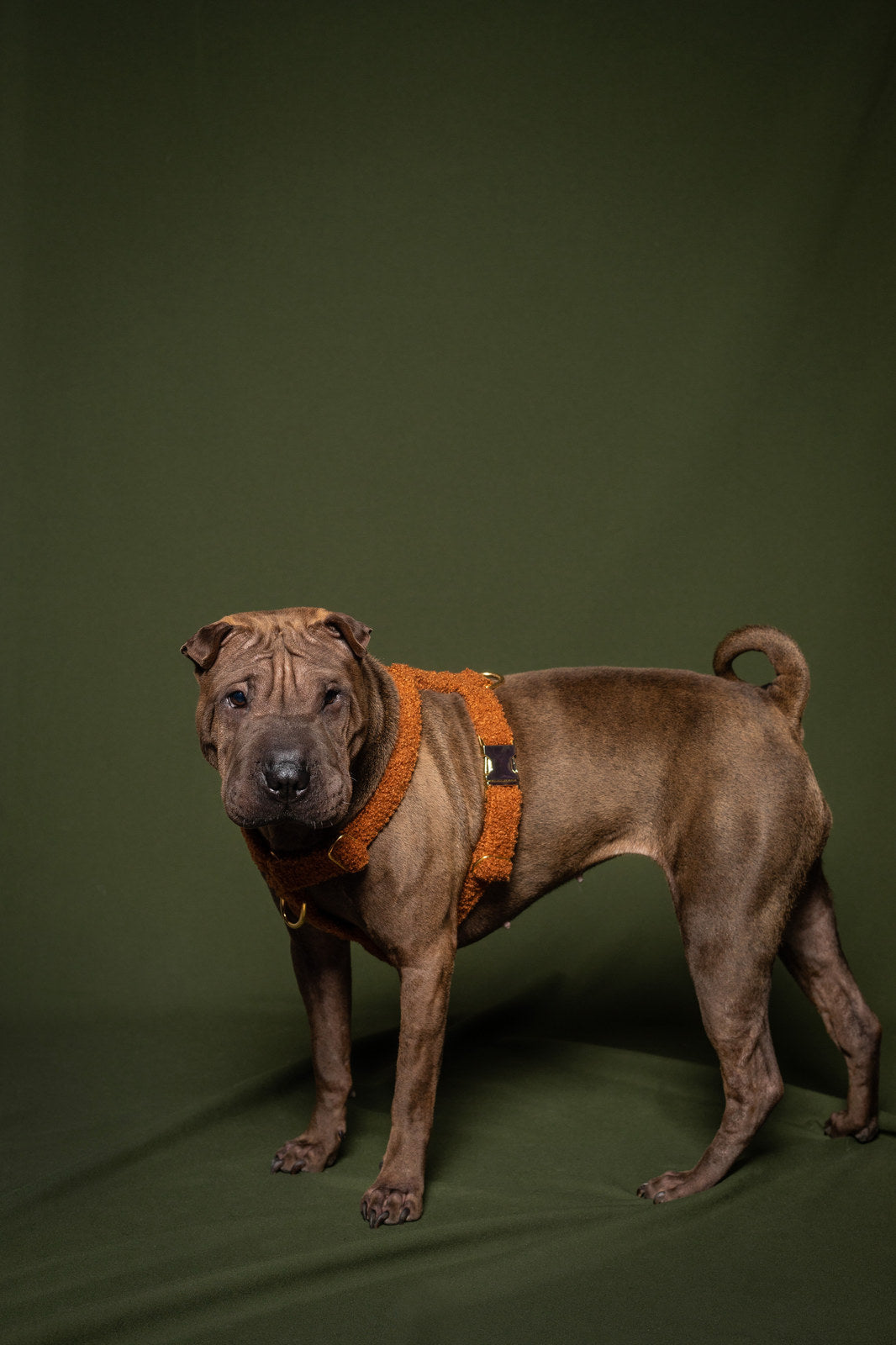 Teddy camel soft fabric harness worn by a dog