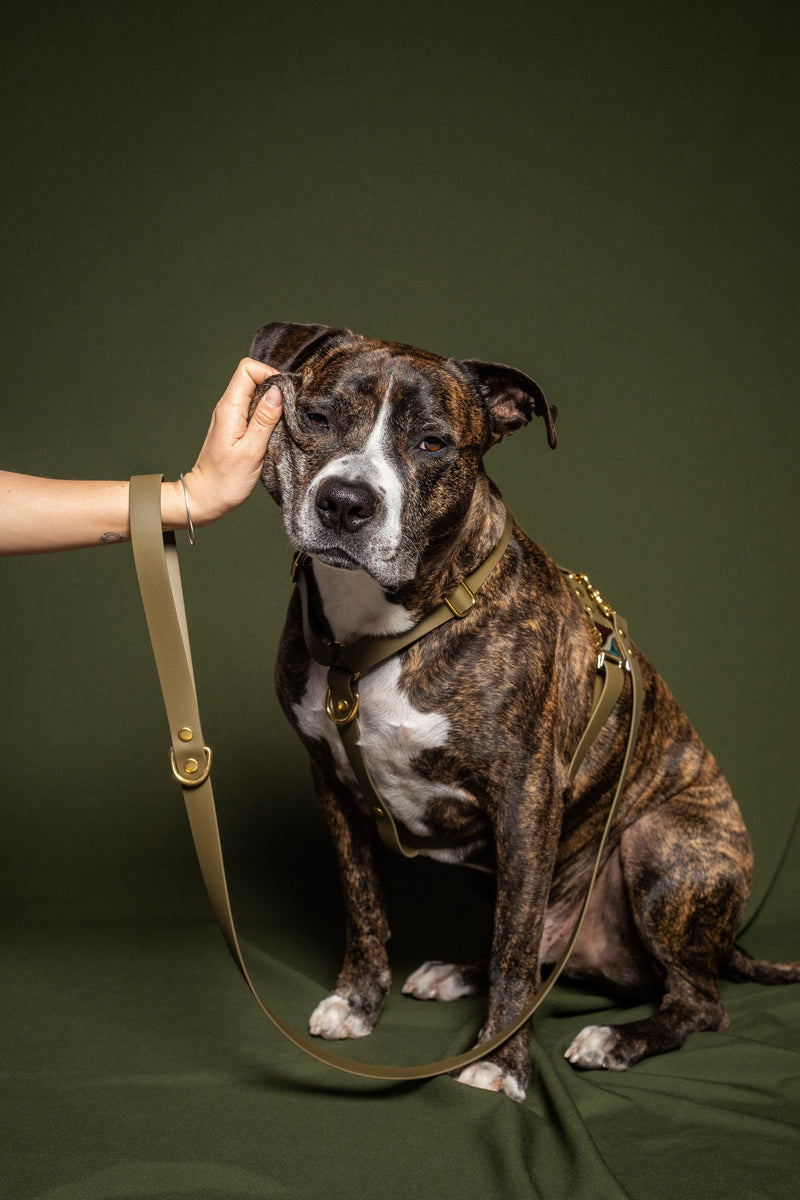 Harnais en Biothane olive à bouclerie laiton porté par un chien