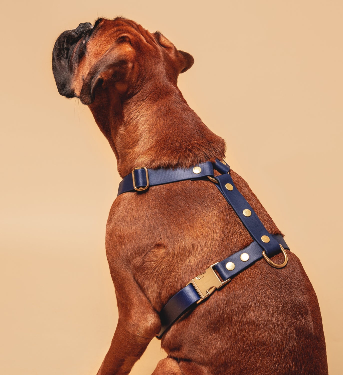 Biothane harnesses