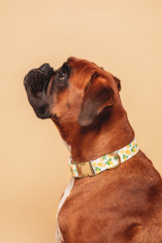 Collier Citron - tissu imperméable