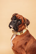 Load image into the gallery viewer, Lemon Collar - waterproof fabric
