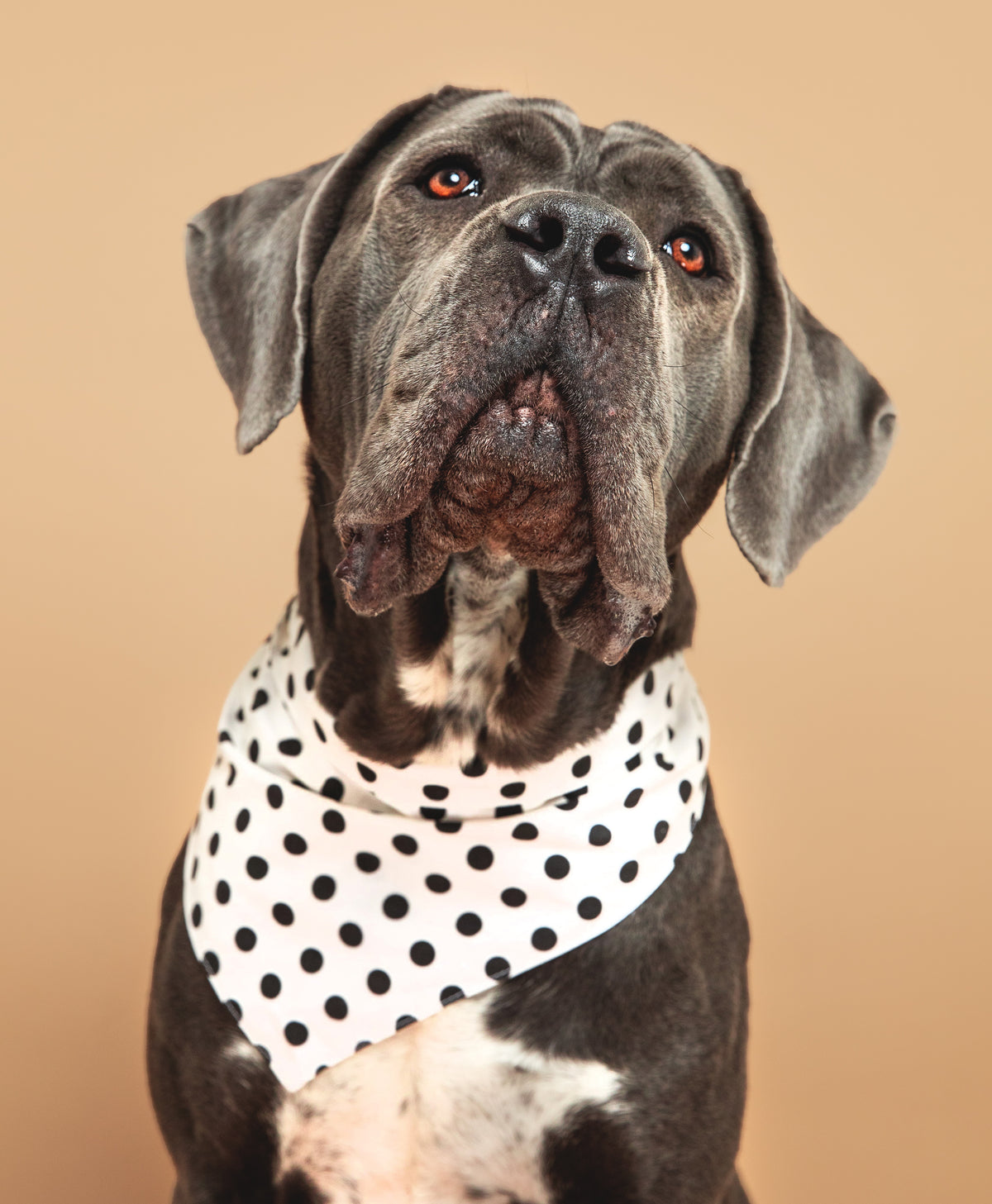Bandana pois Crème