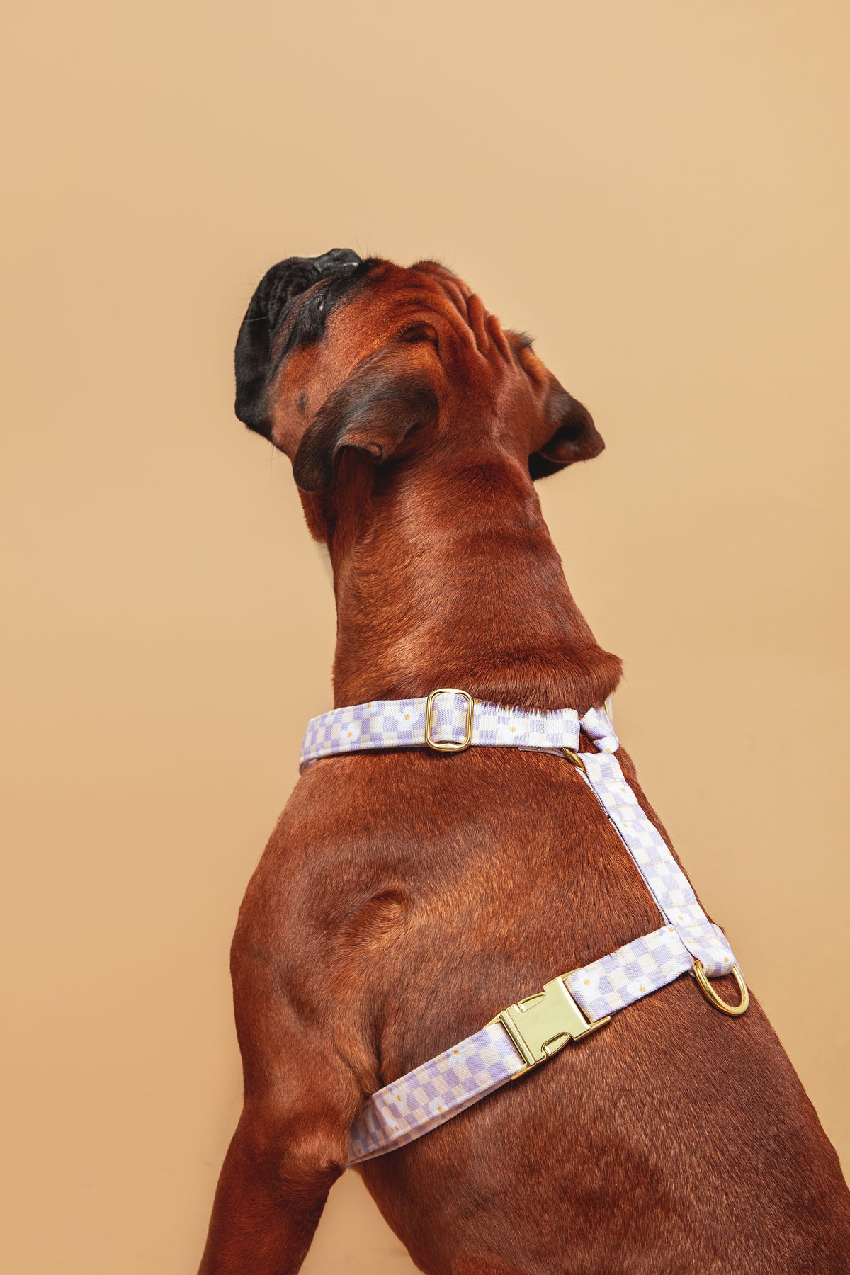 Harnais Daisy - tissu imperméable