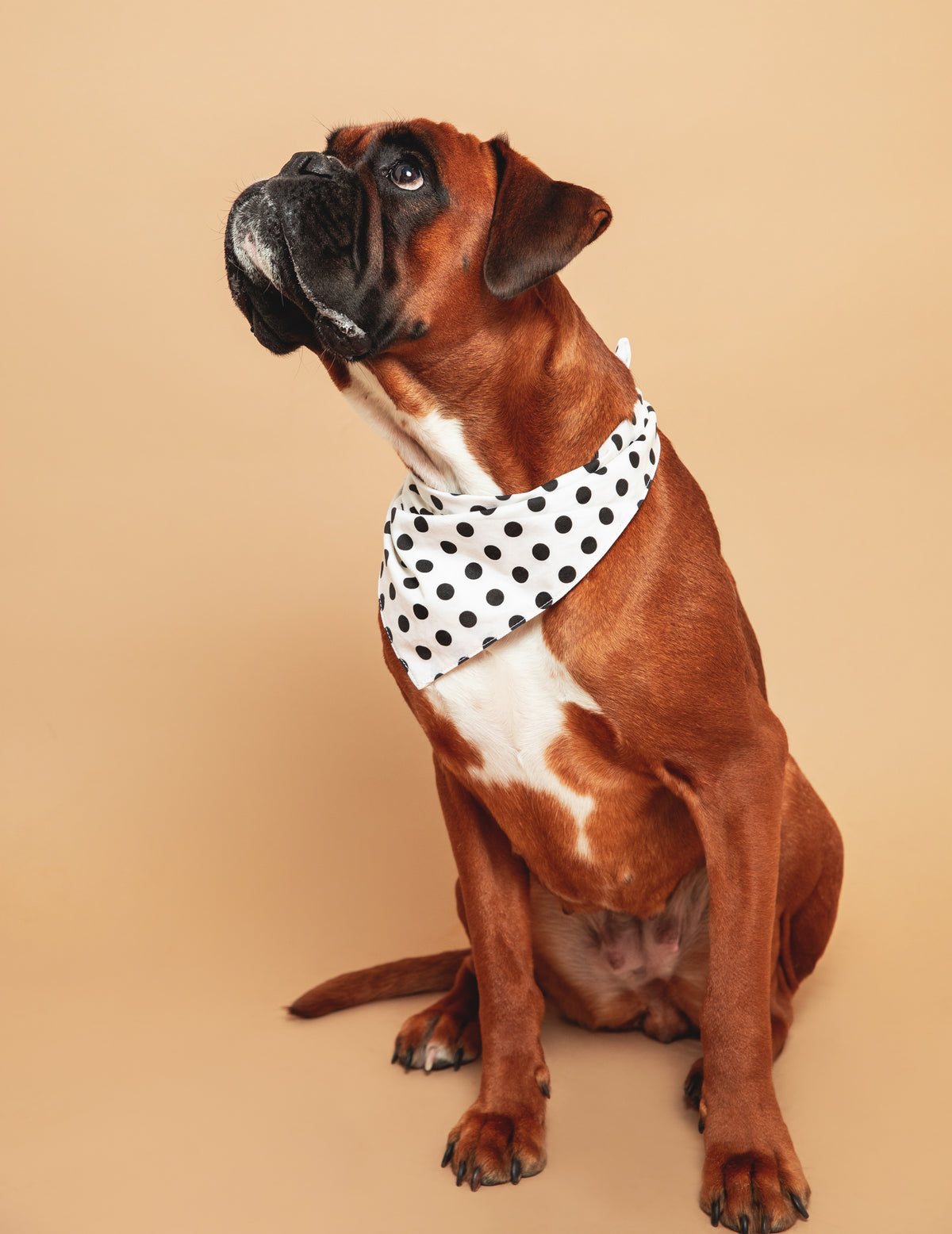 Bandana pois Crème
