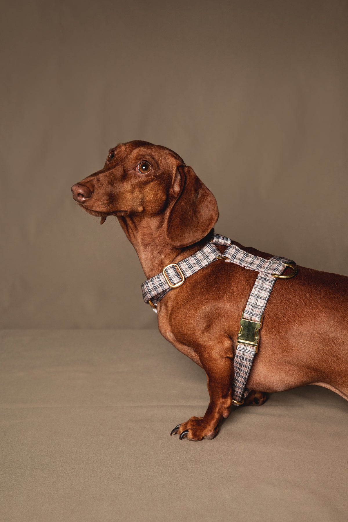 London Harness - waterproof fabric