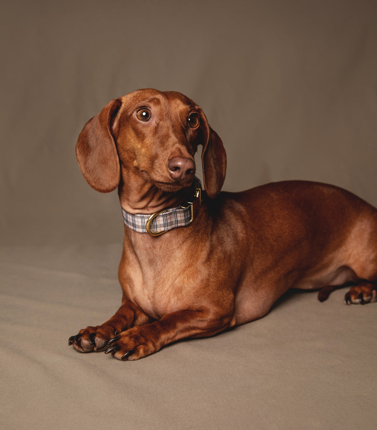 London Collar - waterproof fabric
