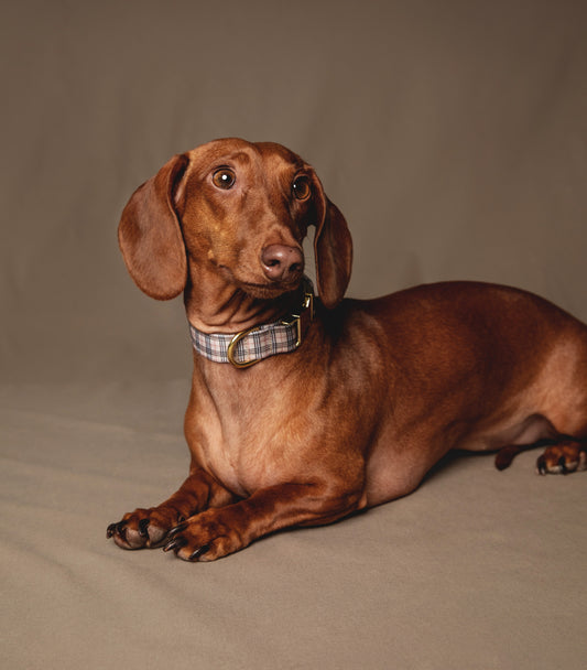 London Collar - waterproof fabric