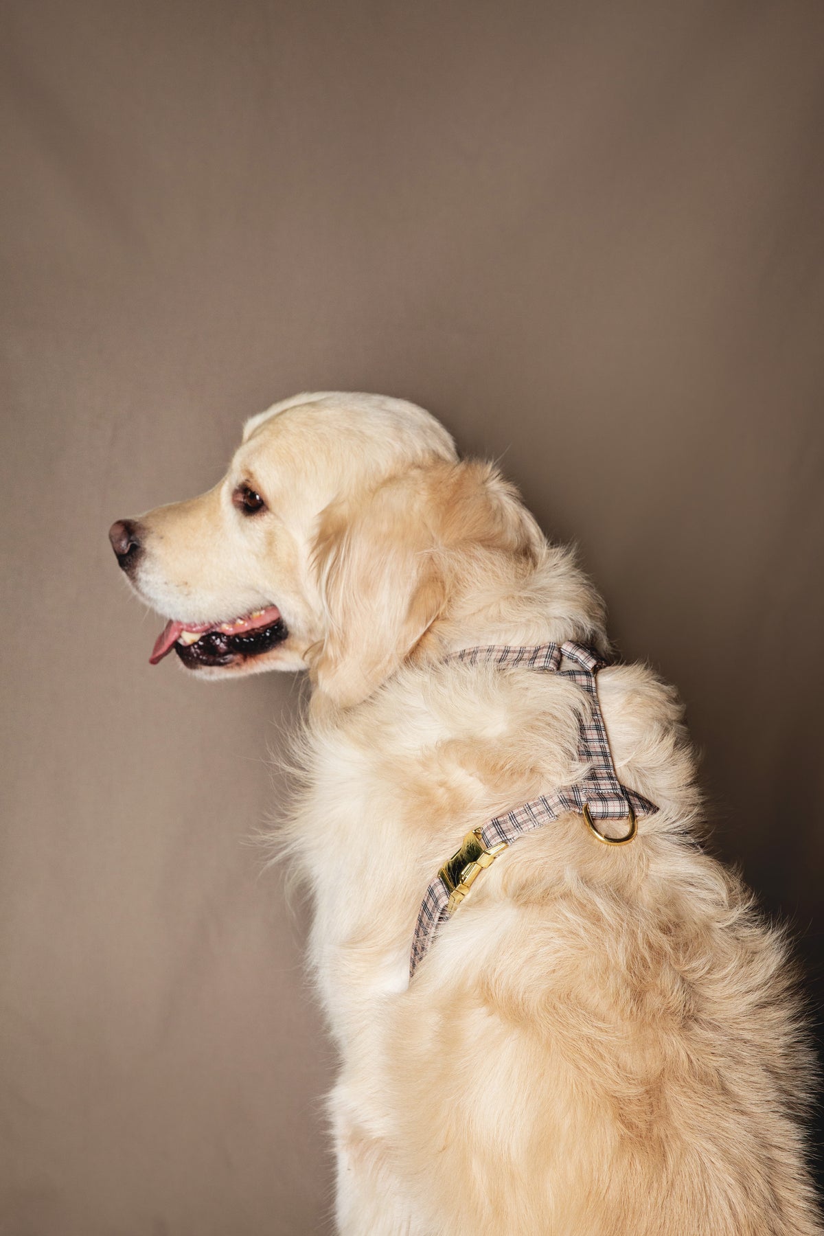 London Harness - waterproof fabric