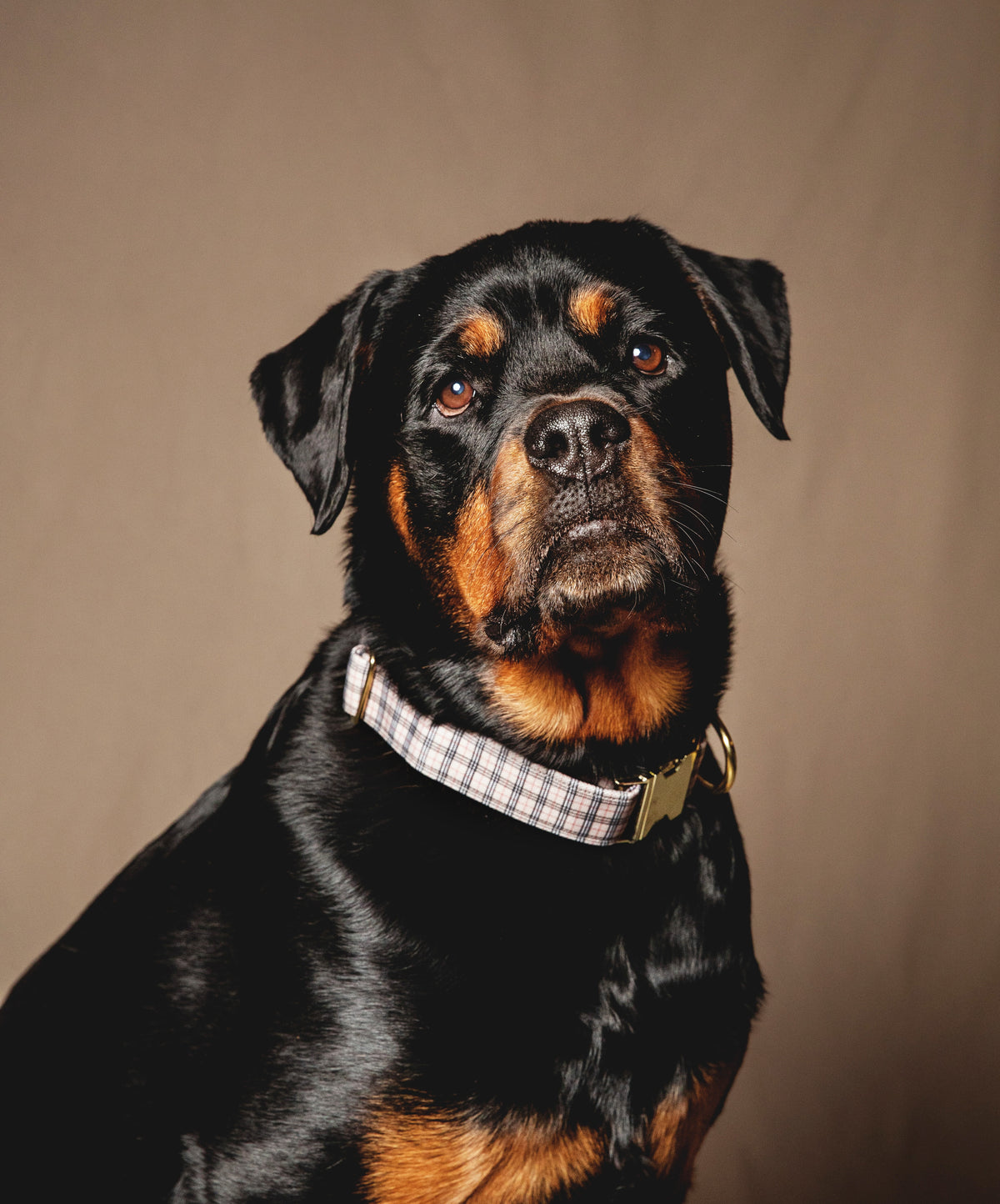 London Collar - waterproof fabric
