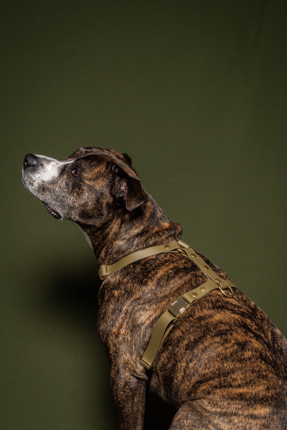 Olive Harness - Biothane
