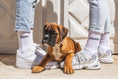 Load image into the gallery viewer, Dogdad Socks

