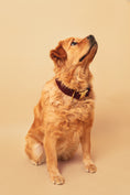 Load image into the gallery viewer, Burgundy Teddy Collar - soft fabric
