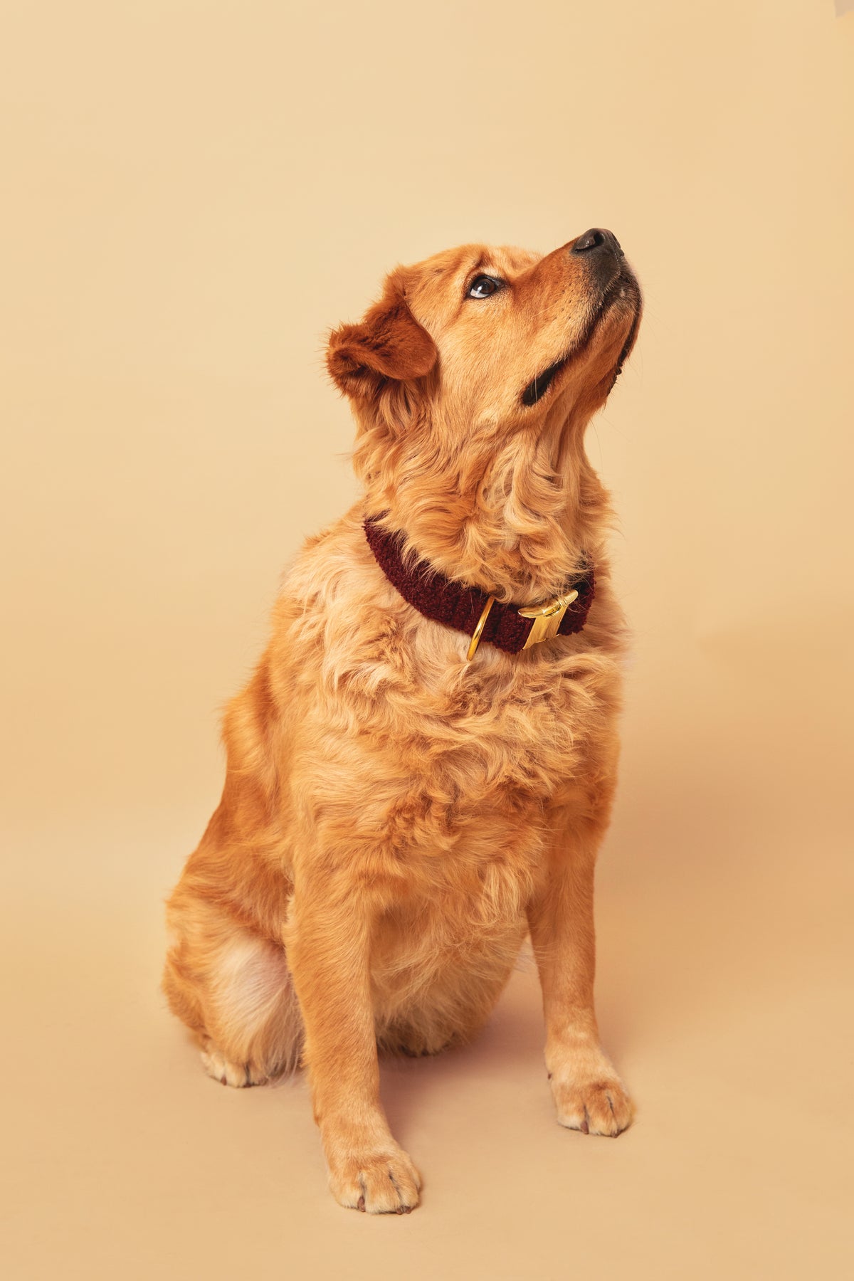 Burgundy Teddy Collar - soft fabric