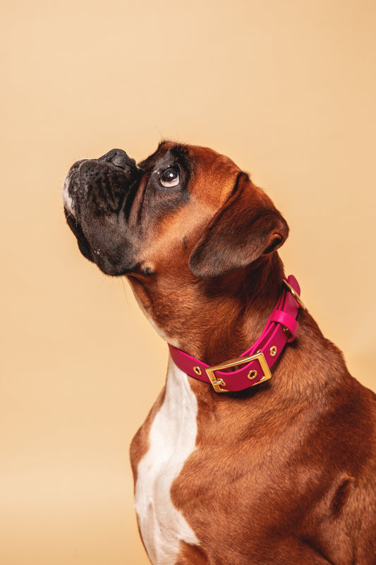 Collier Framboise - Biothane