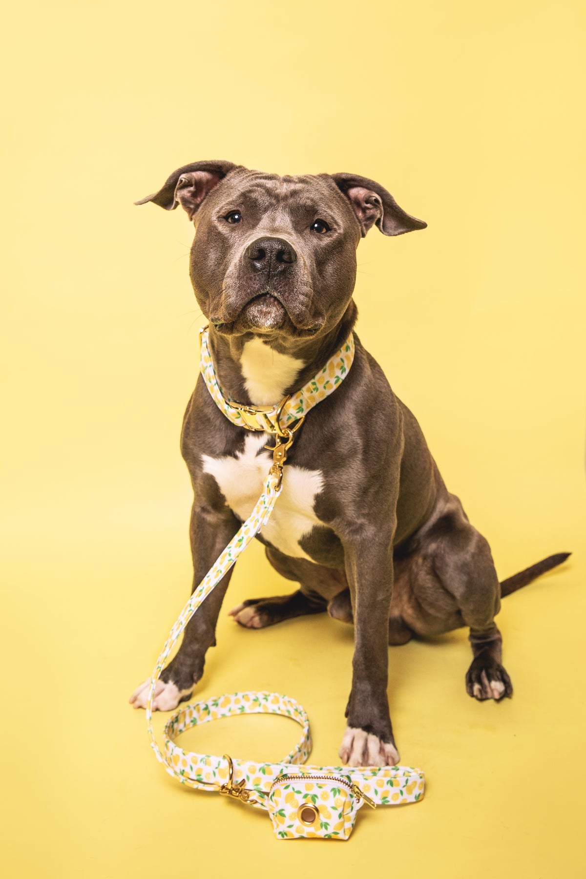 Lemon Leash - waterproof fabric