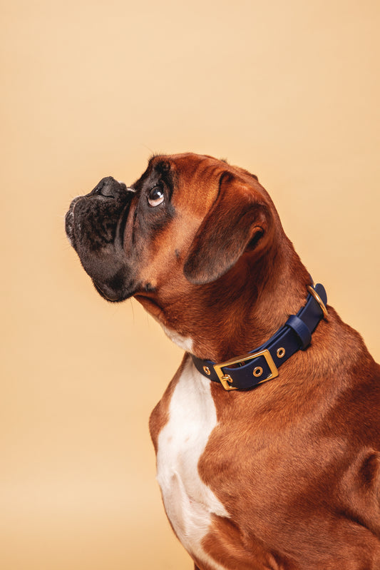 Navy Collar - Biothane