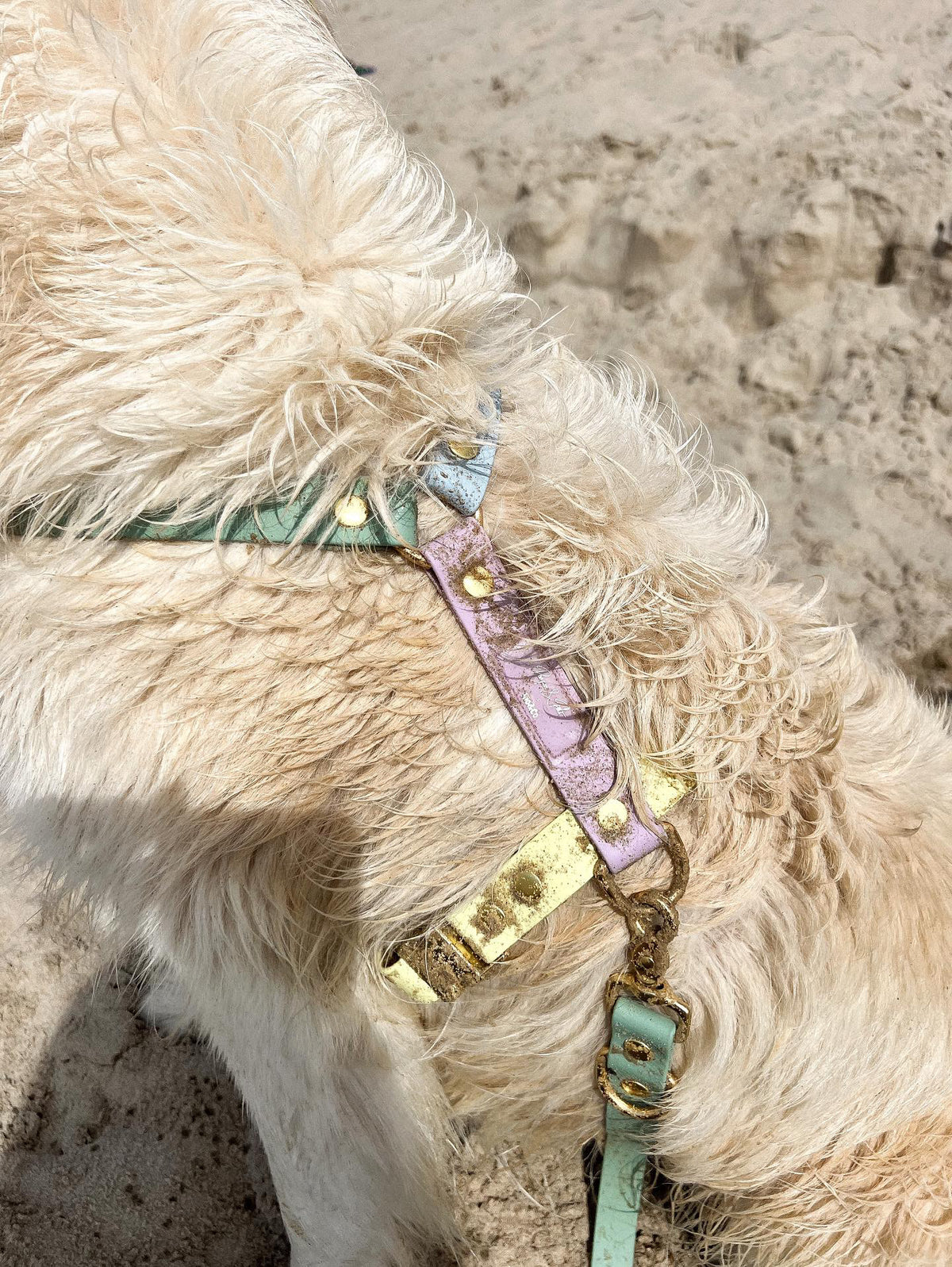 Harnais Rio&Co x Pompon&Pets Rainbow