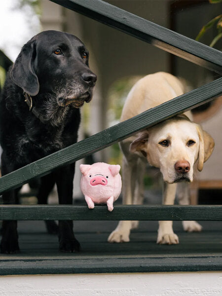 Cochon