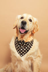 Bandana pois Marron
