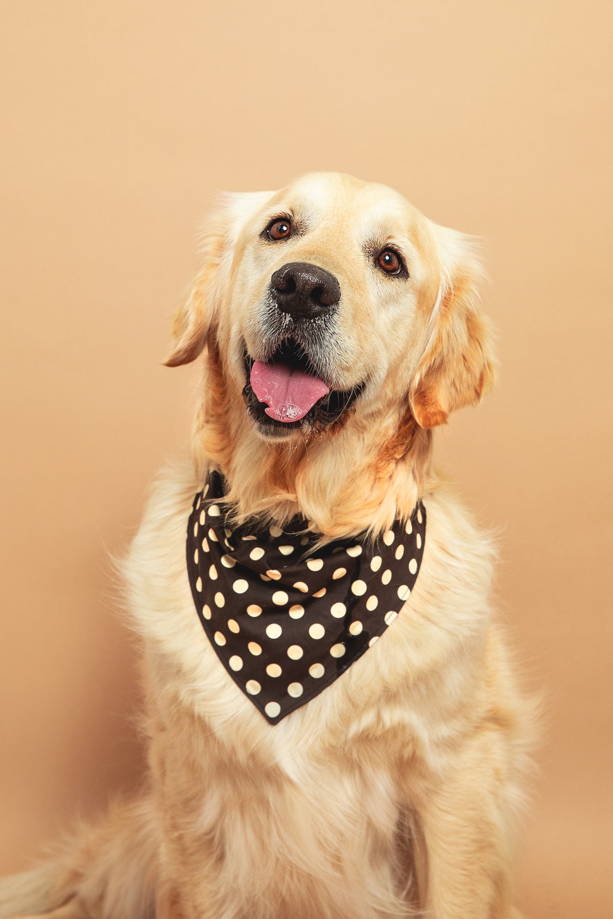 Bandana pois Marron