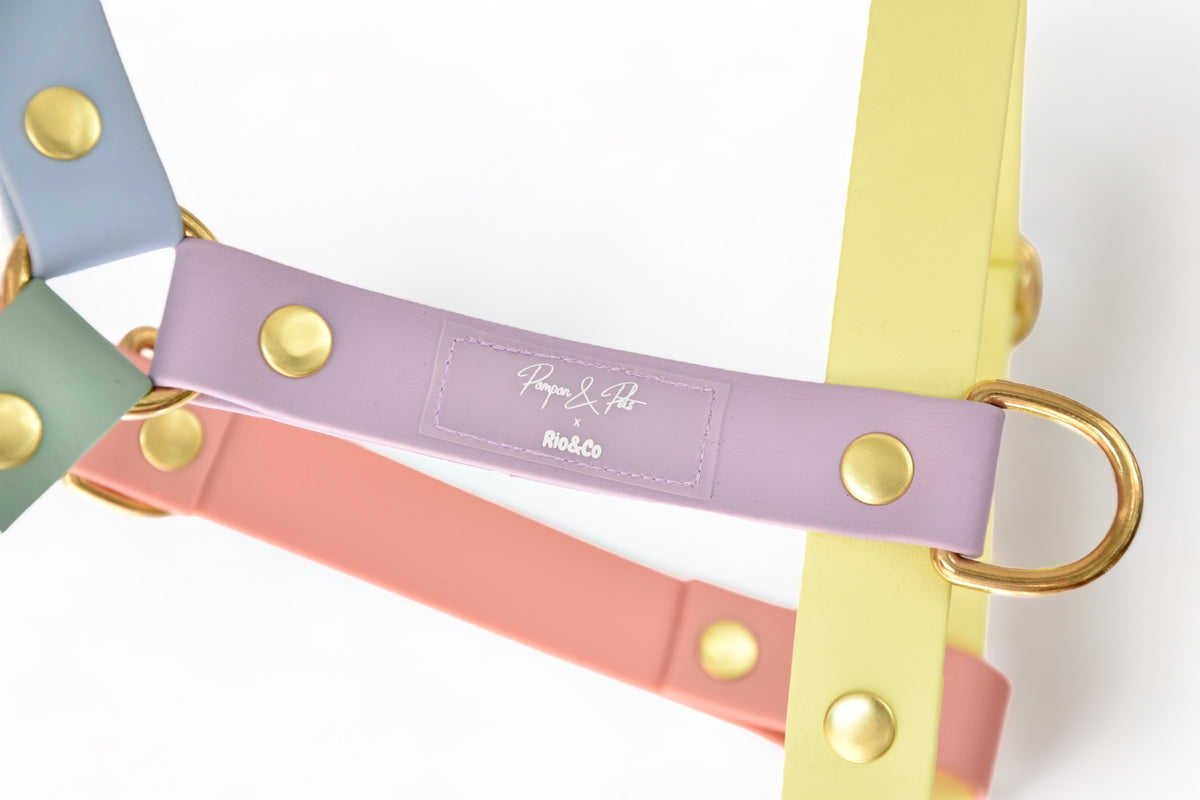Harnais Rio&Co x Pompon&Pets Rainbow