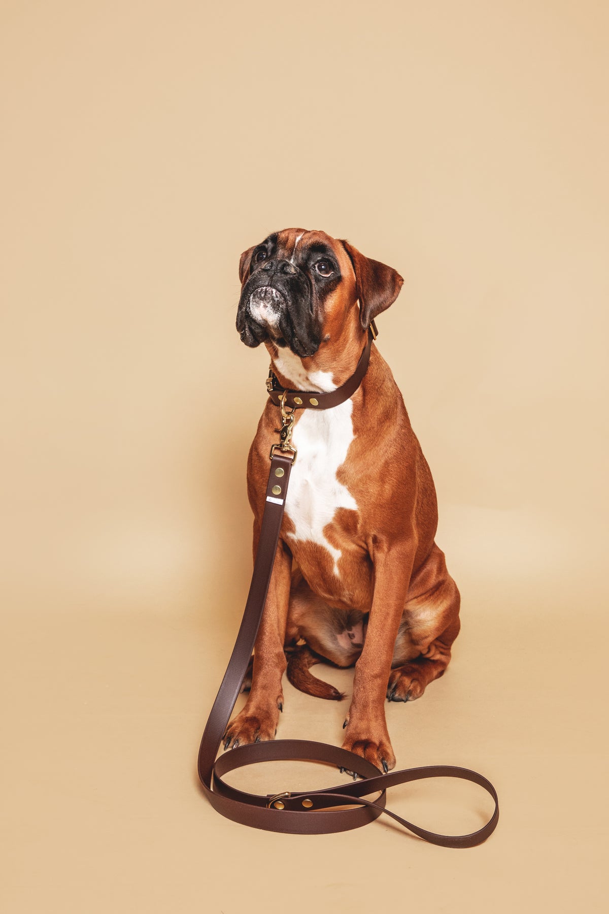 Collier Chocolat - Biothane