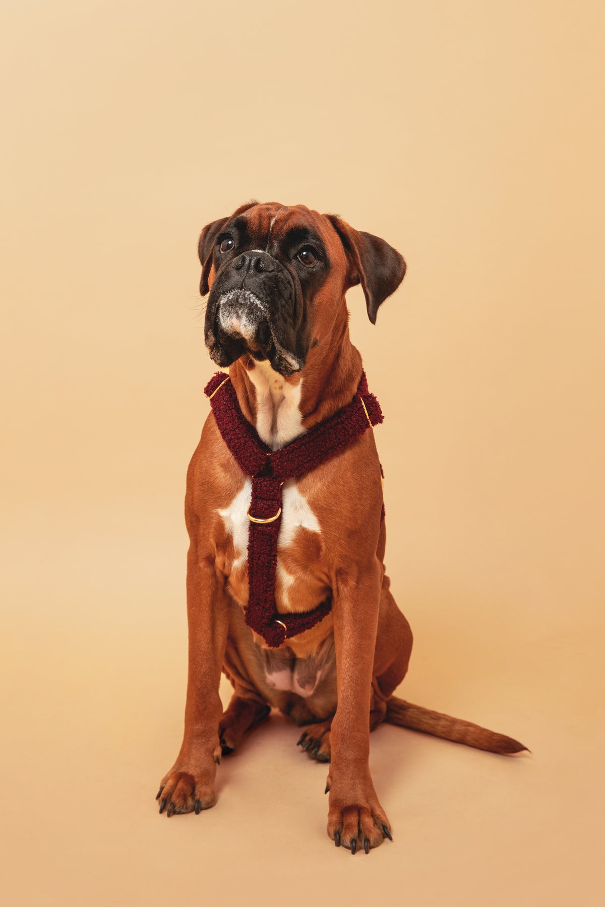 Burgundy Teddy Harness - soft fabric