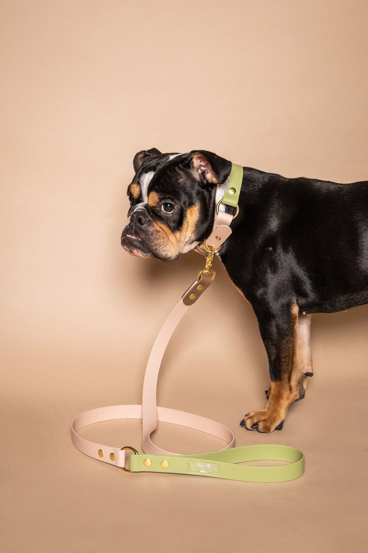 Laisse fixe Rio&Co x Pompon&Pets