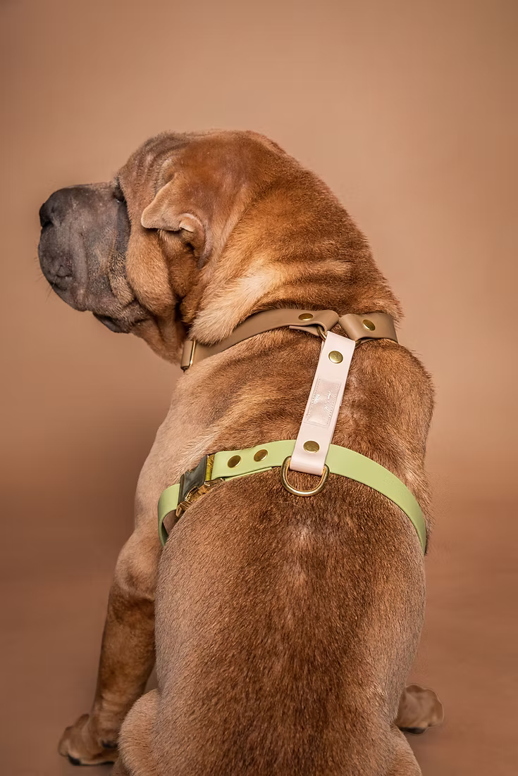 Rio&Co x Pompon&Pets Harness