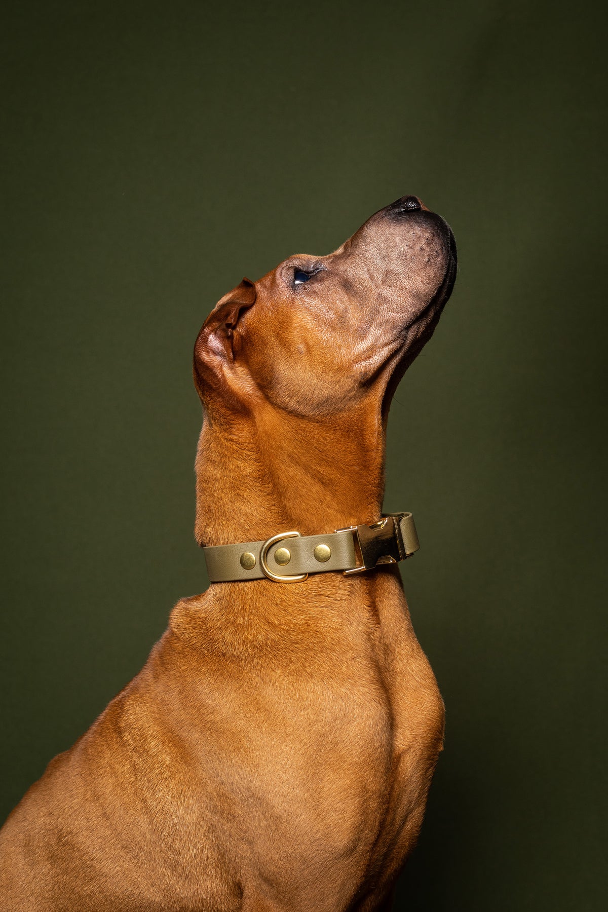 Olive Collar - Biothane