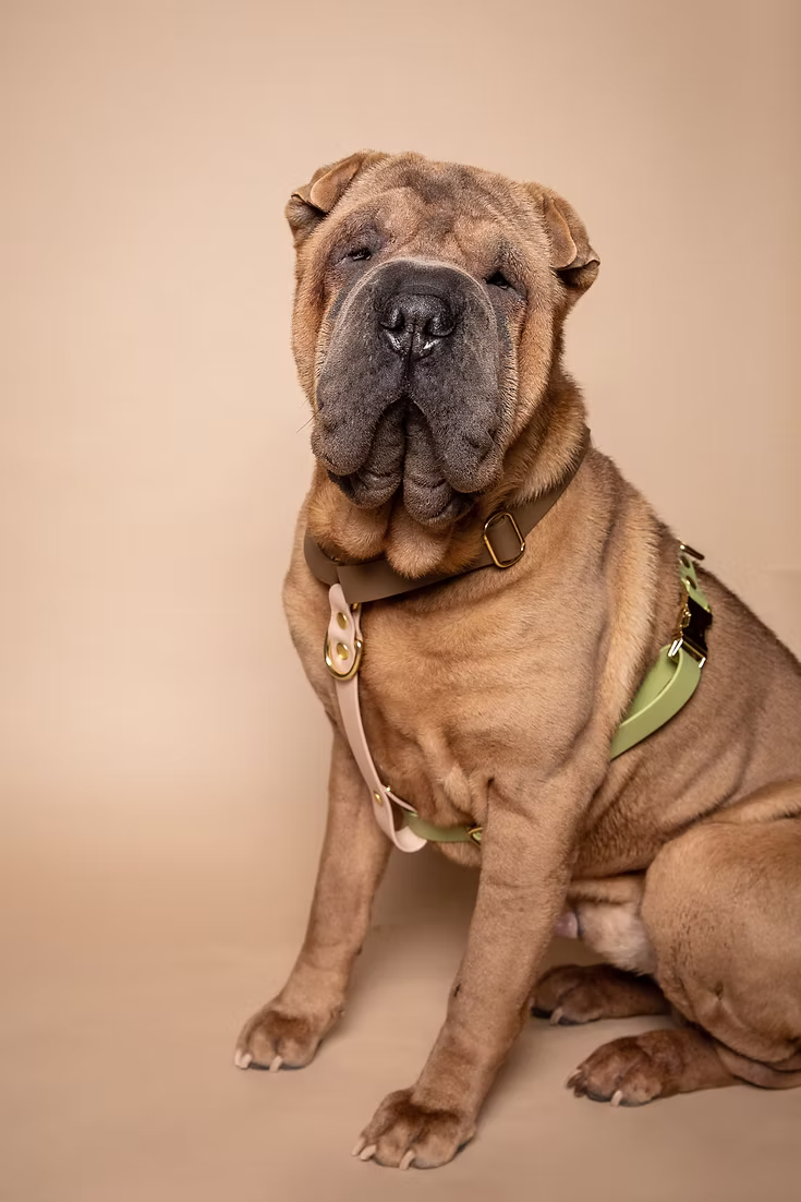 Rio&Co x Pompon&Pets Harness