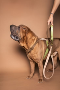 Load image into the gallery viewer, Rio&Co x Pompon&Pets Harness
