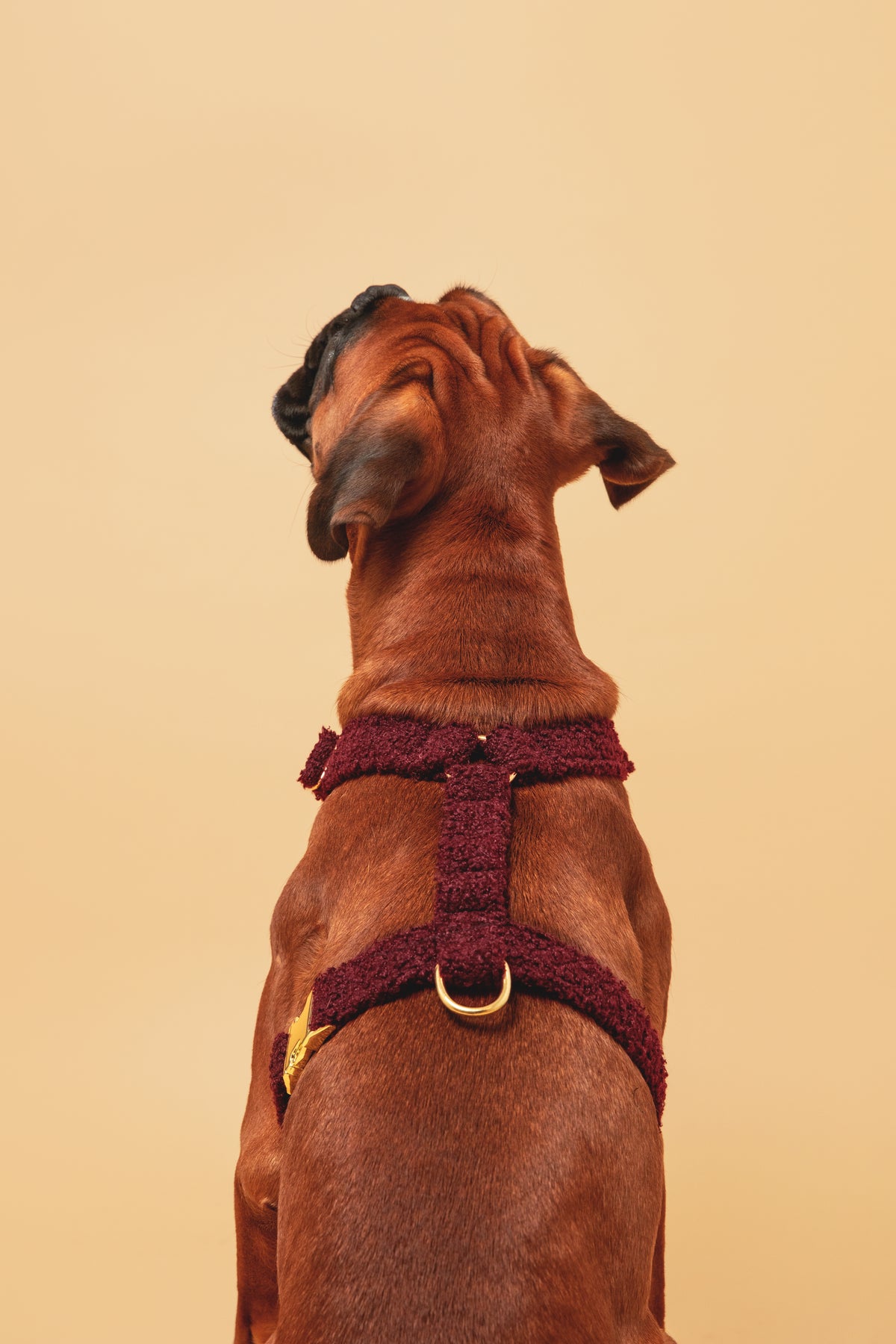 Burgundy Teddy Harness - soft fabric