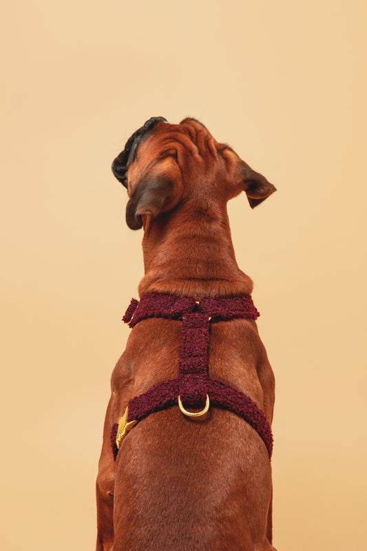 Harnais Teddy Bordeaux - tissu douceur