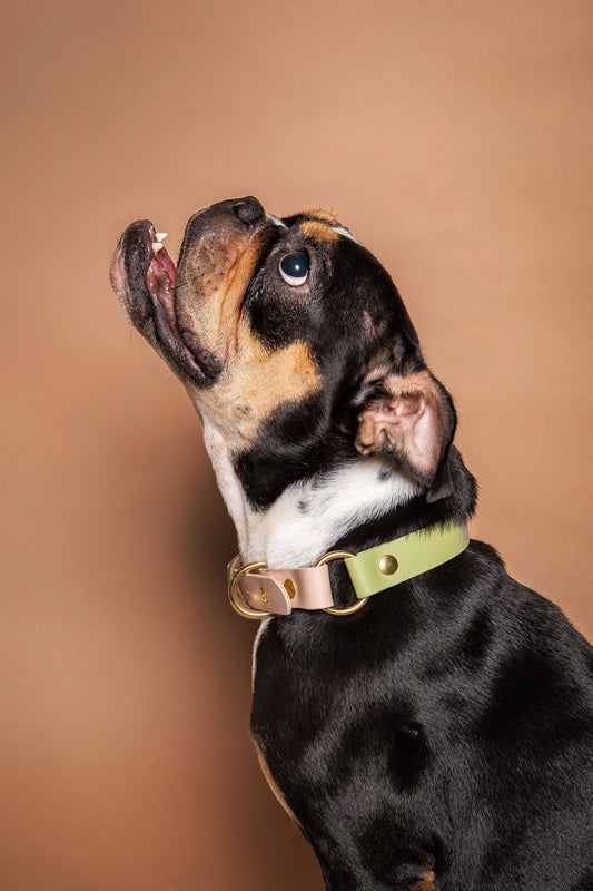 Collier Rio&Co x Pompon&Pets