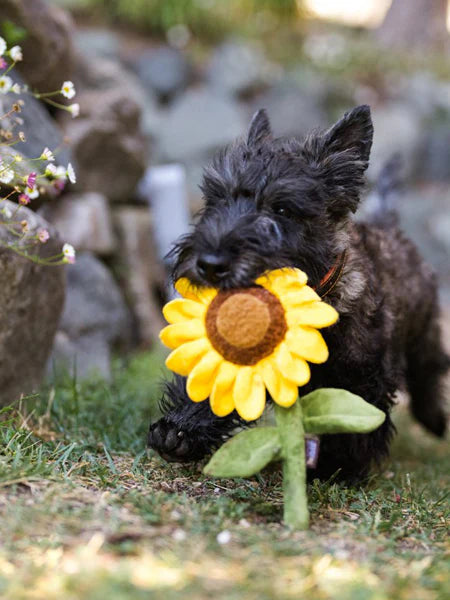 Tournesol