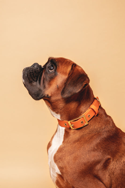 Orange Collar - Biothane