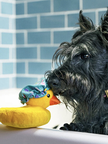 Canard