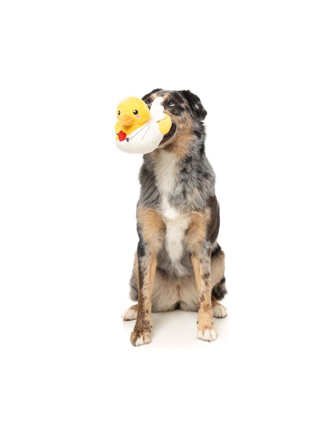 Canard Cupidon