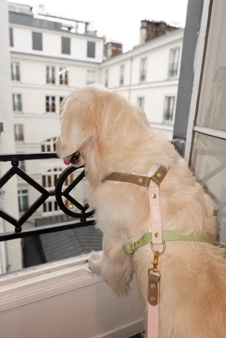 Rio&Co x Pompon&Pets Harness