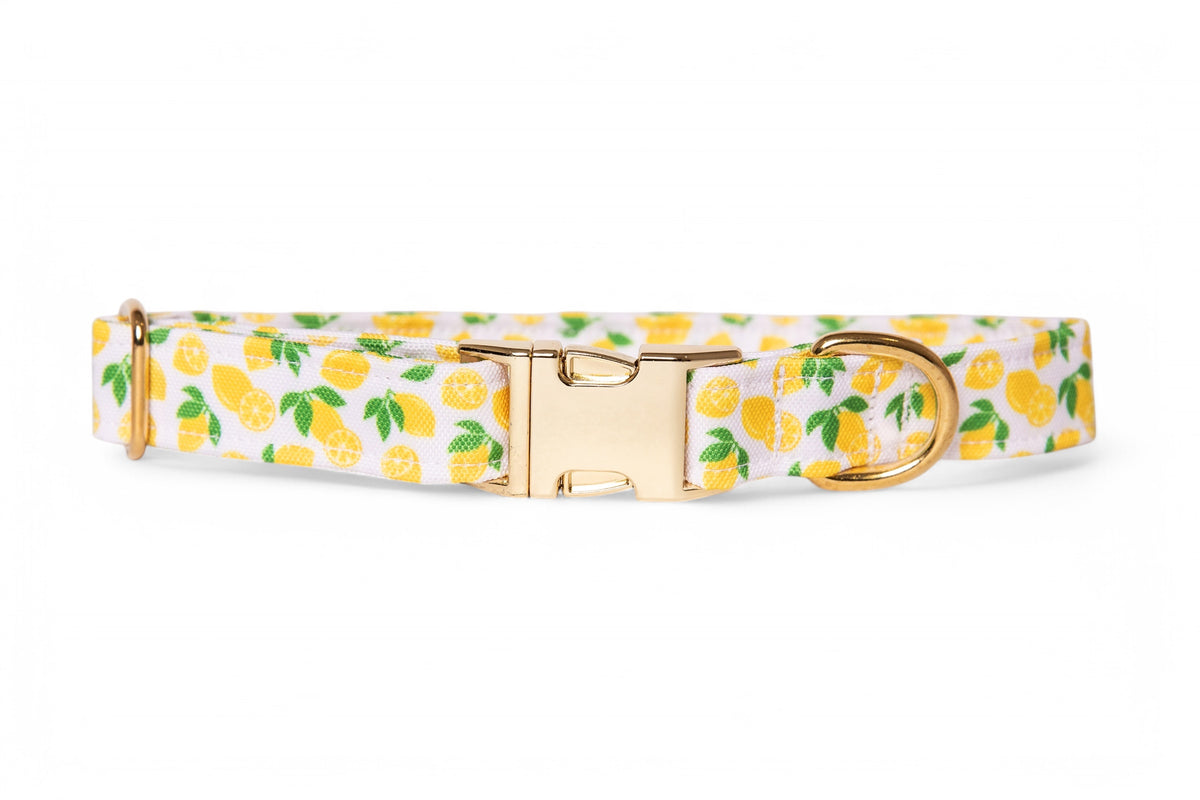 Lemon Collar - waterproof fabric